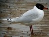 Mediterranean Gull at Westcliff Seafront (Steve Arlow) (97551 bytes) Mediterranean Gull at Westcliff Seafront (Steve Arlow) (97551 bytes)